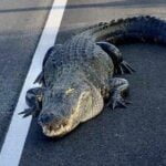 11-foot Alligator Blocks Highway Traffic on Florida (Footage)