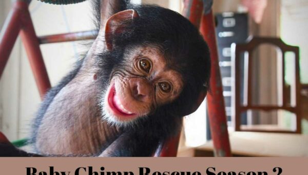 Baby Chimp Rescue Season 2: Renewed Or Cancelled? Latest Updates