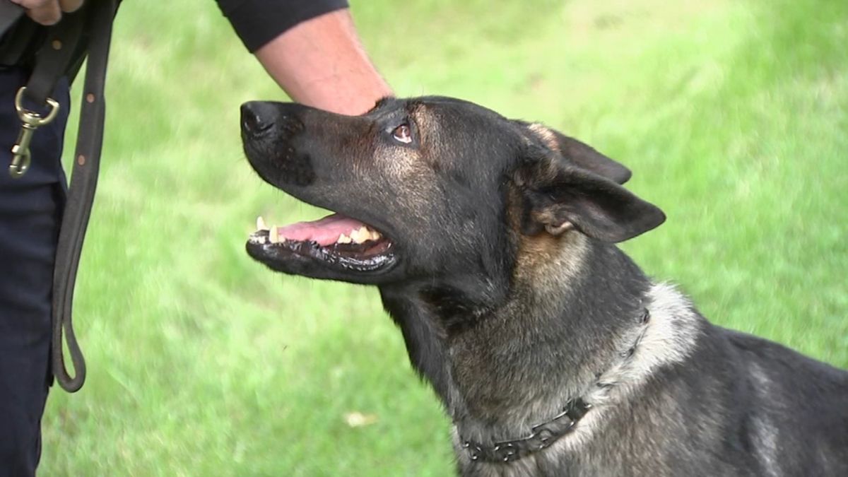 K9 Dax Retires From Lake County Sheriff's Office