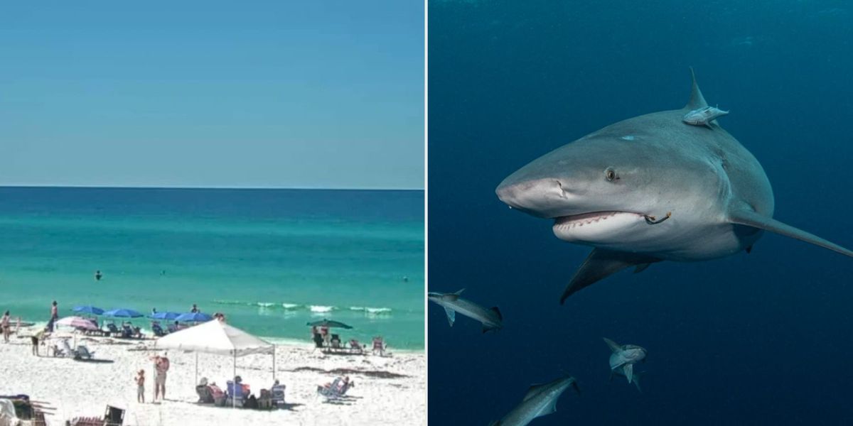 Florida Beachgoers Urged Not to Panic Amid Increase in Shark Attacks