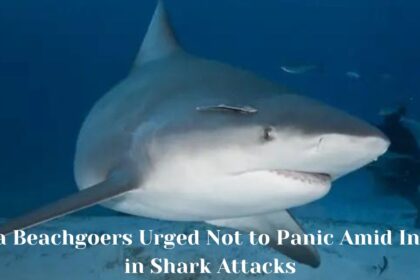 Florida Beachgoers Urged Not to Panic Amid Increase in Shark Attacks