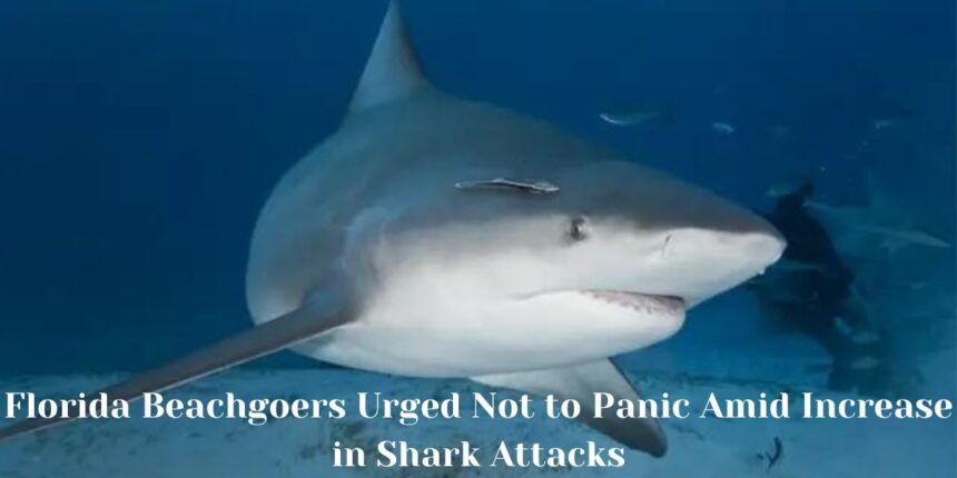 Florida Beachgoers Urged Not to Panic Amid Increase in Shark Attacks