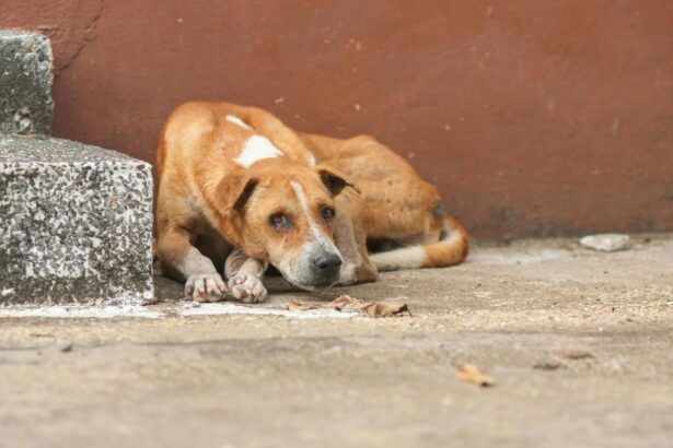 Important Steps to Protect Your Pet from the Florida Heat